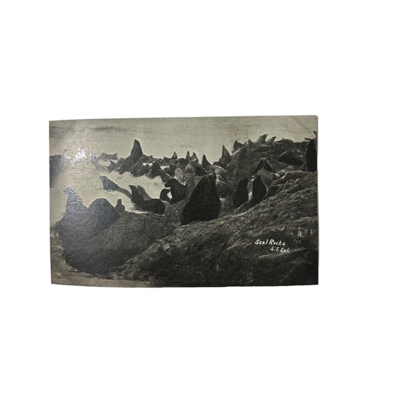 Vtg 1910s Postcard Seal Rocks San Francisco CA Heavy Card Stock Sea Dogs Seals - Picture 1 of 3